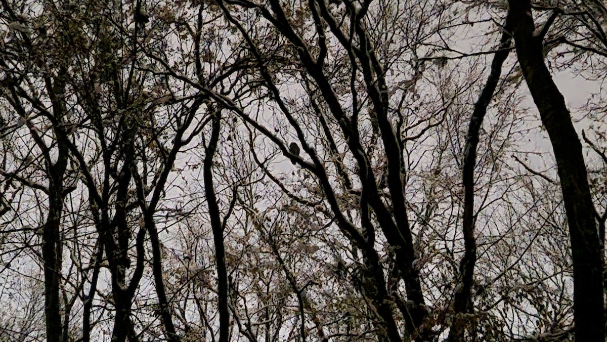 Tawny Owl - ML612291414