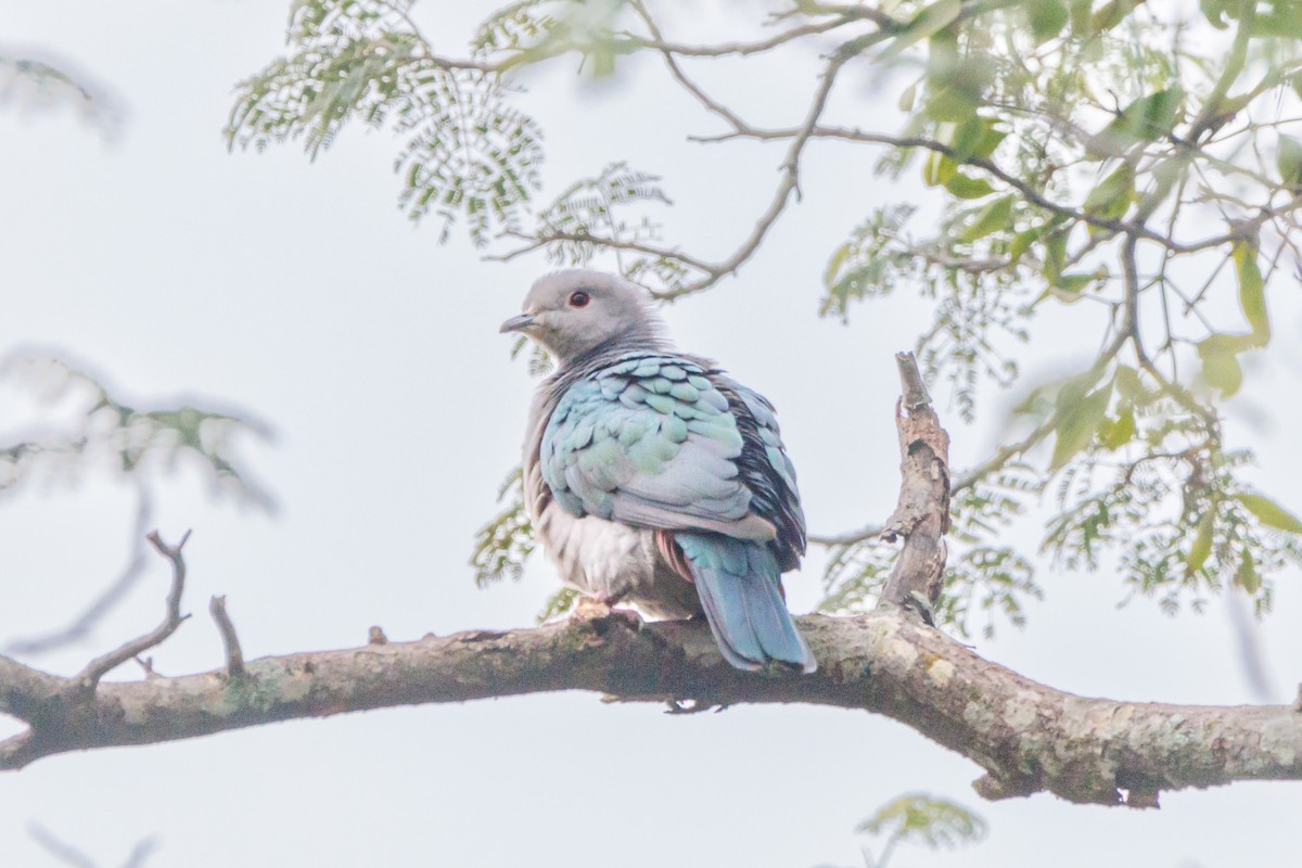 Green Imperial-Pigeon - Dr Shahid S