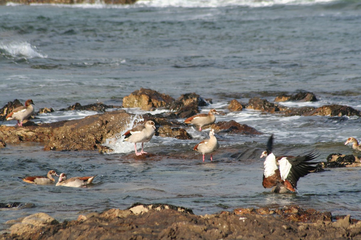 Egyptian Goose - ML612291515