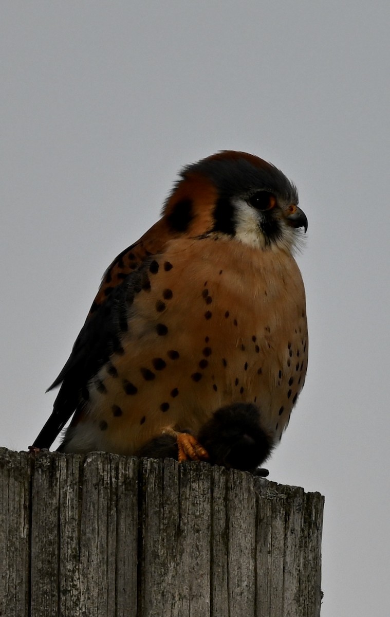 American Kestrel - ML612291524