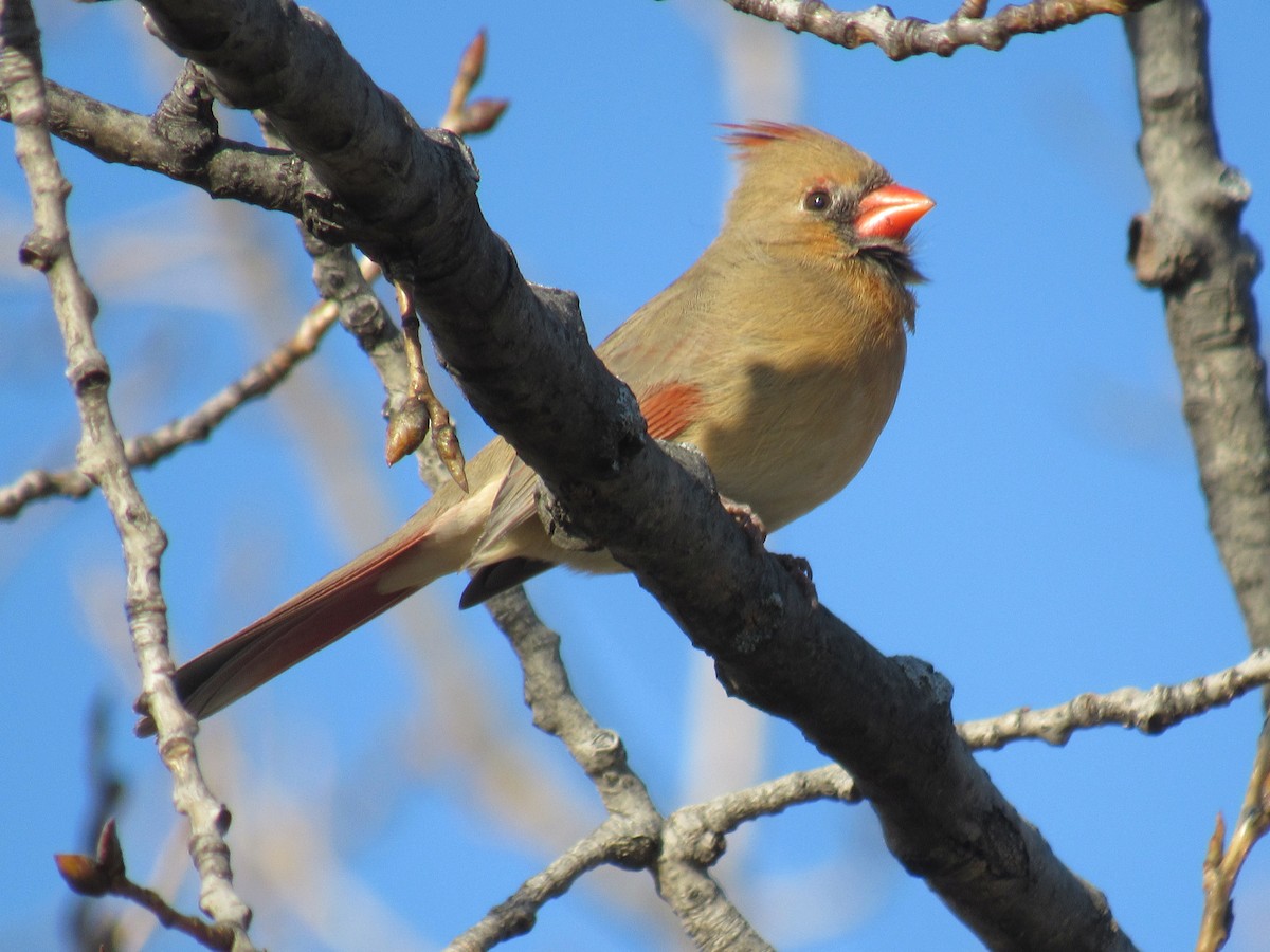 Northern Cardinal - ML612291749