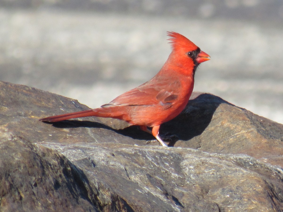 Northern Cardinal - ML612291750