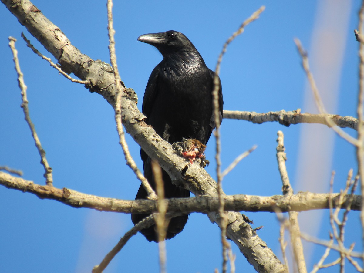 Хон хэрээ - ML612291756