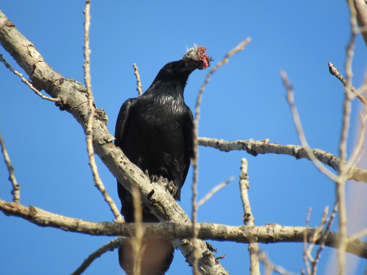 Хон хэрээ - ML612291757