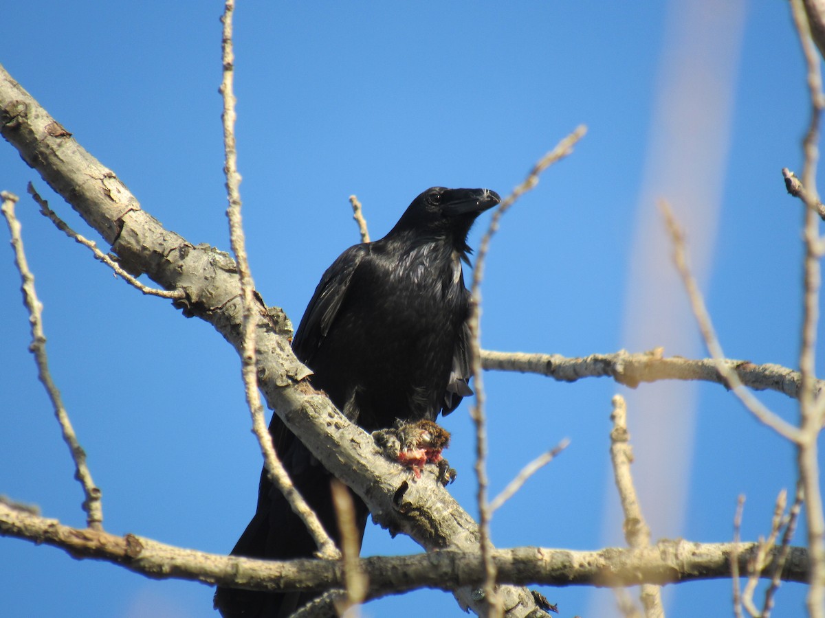 Хон хэрээ - ML612291758