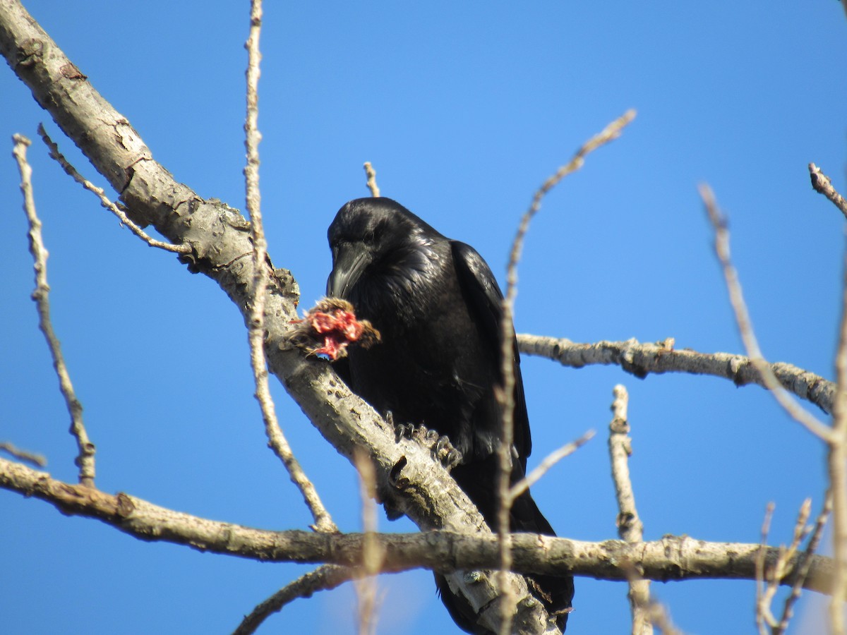 Хон хэрээ - ML612291759