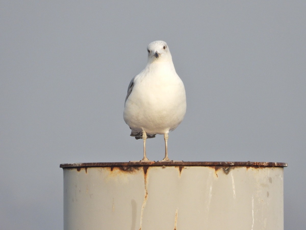 Gaviota Patiamarilla - ML612291798