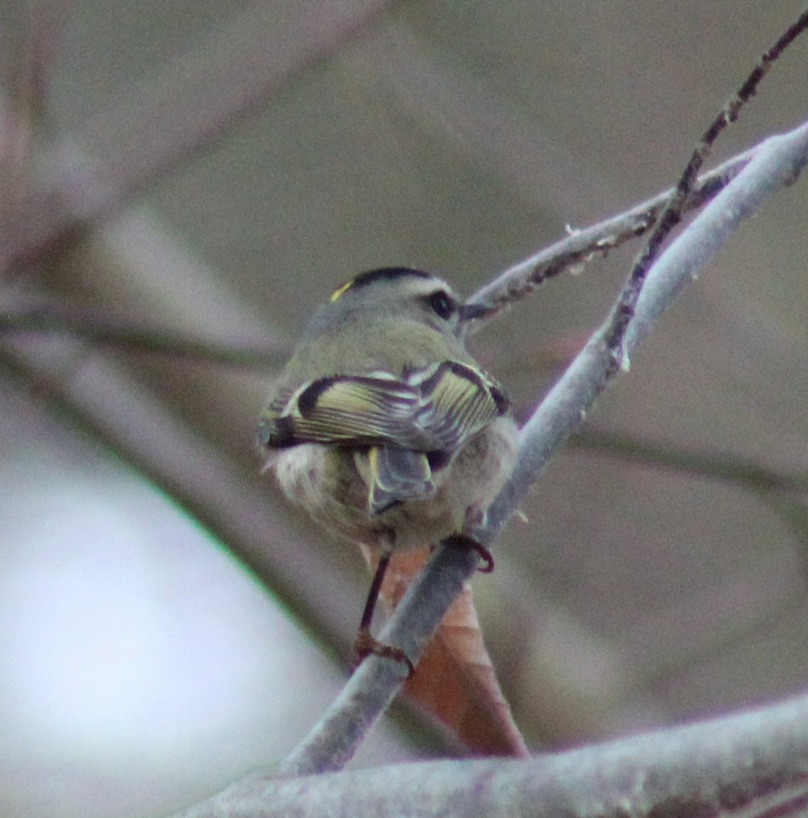 Golden-crowned Kinglet - ML612292004