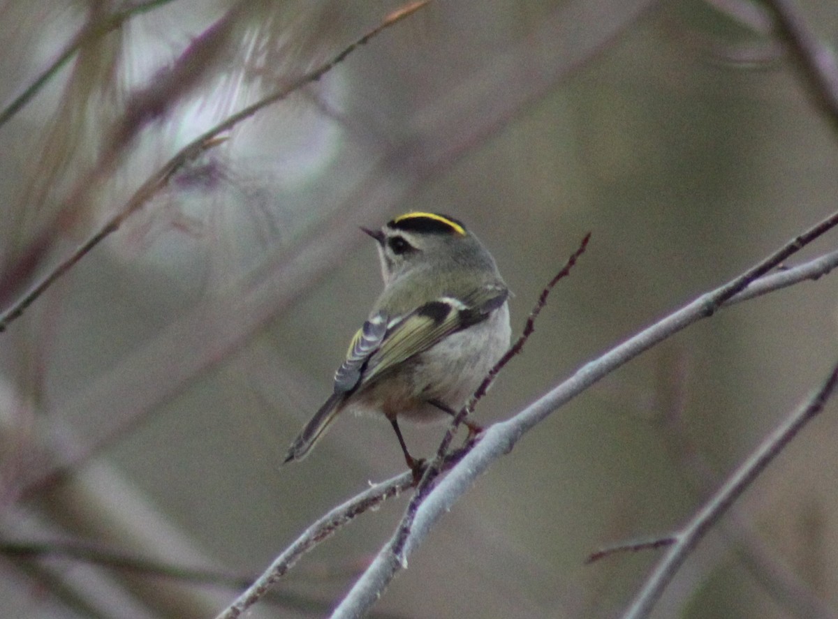 Golden-crowned Kinglet - ML612292005
