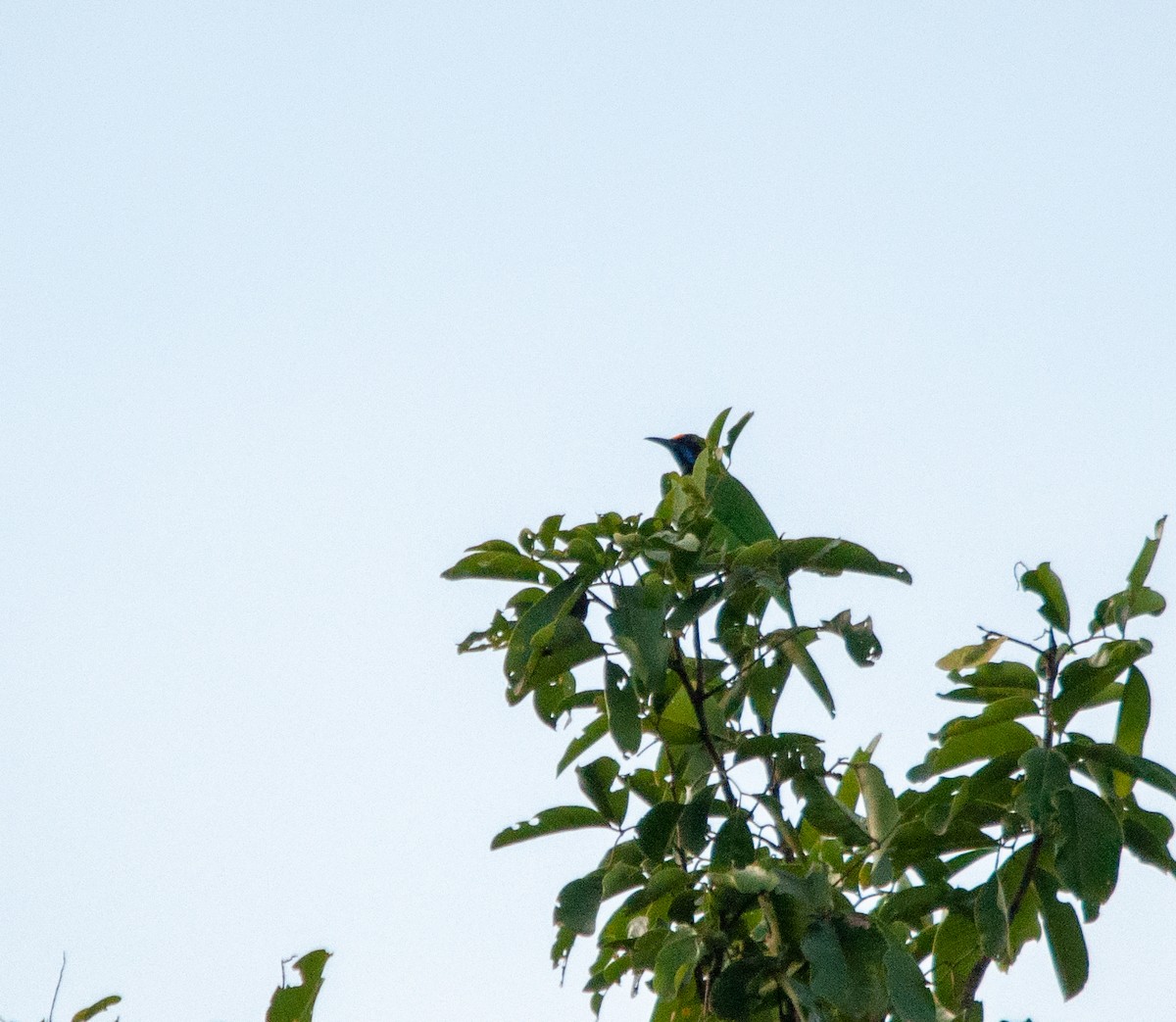 Golden-fronted Leafbird - Arun Raghuraman