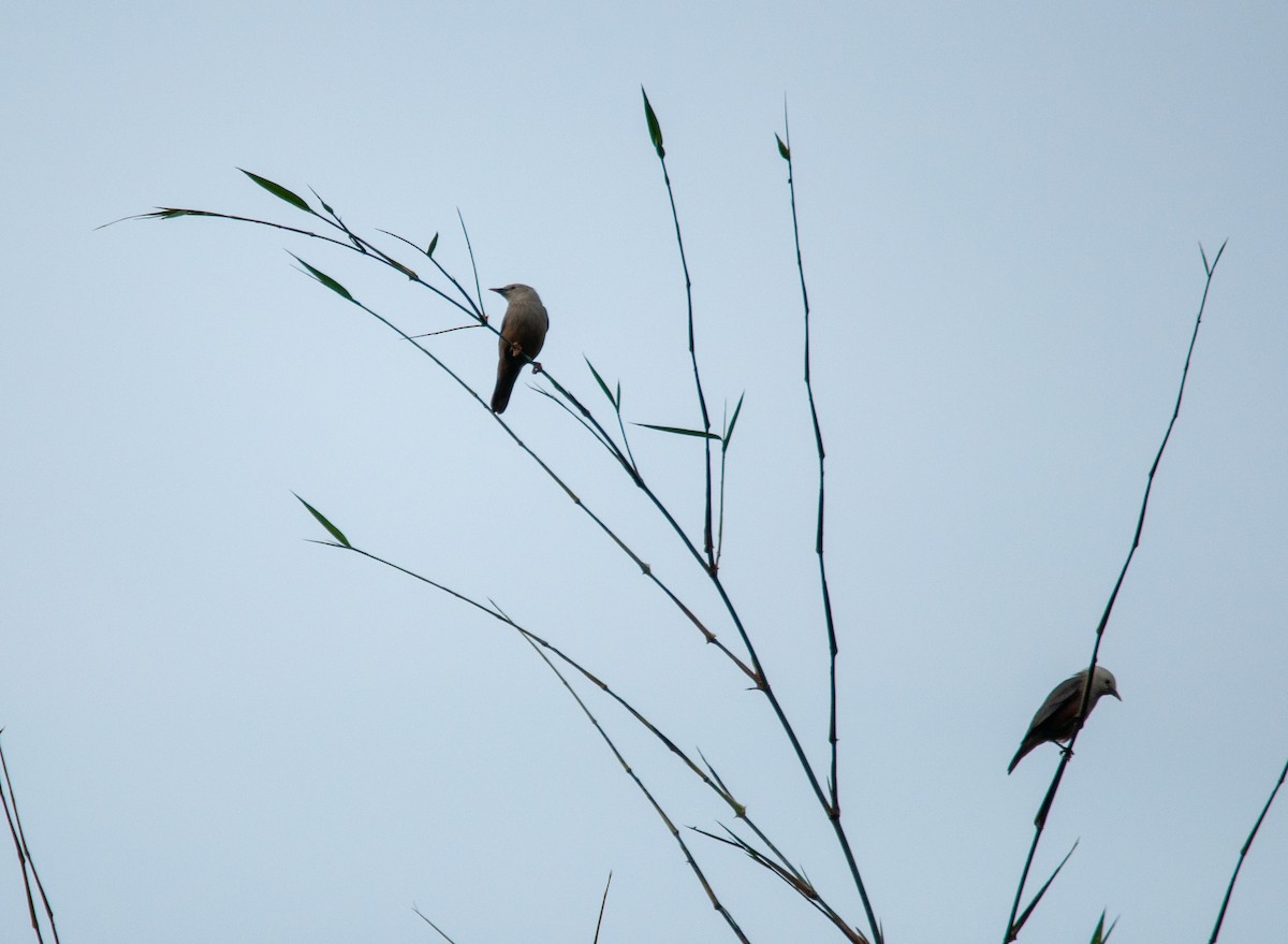 Chestnut-tailed Starling - Arun Raghuraman