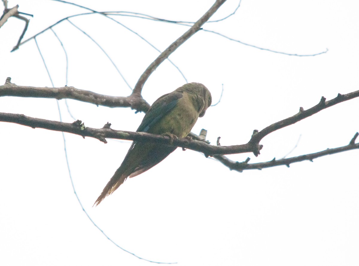 Малабарский кольчатый попугай - ML612292056