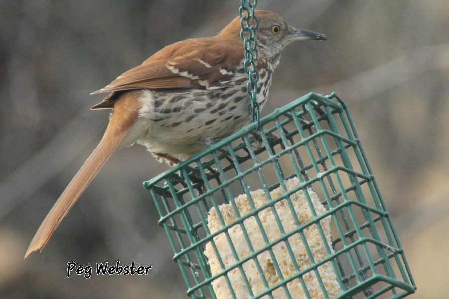 Brown Thrasher - Peg  Webster