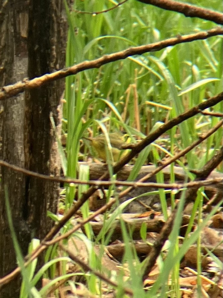 Kentucky Warbler - Luke Pheneger