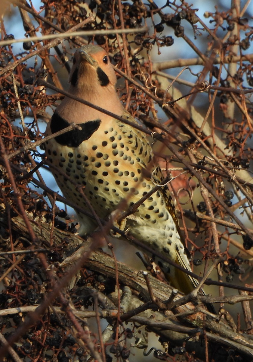 Northern Flicker - ML612292103