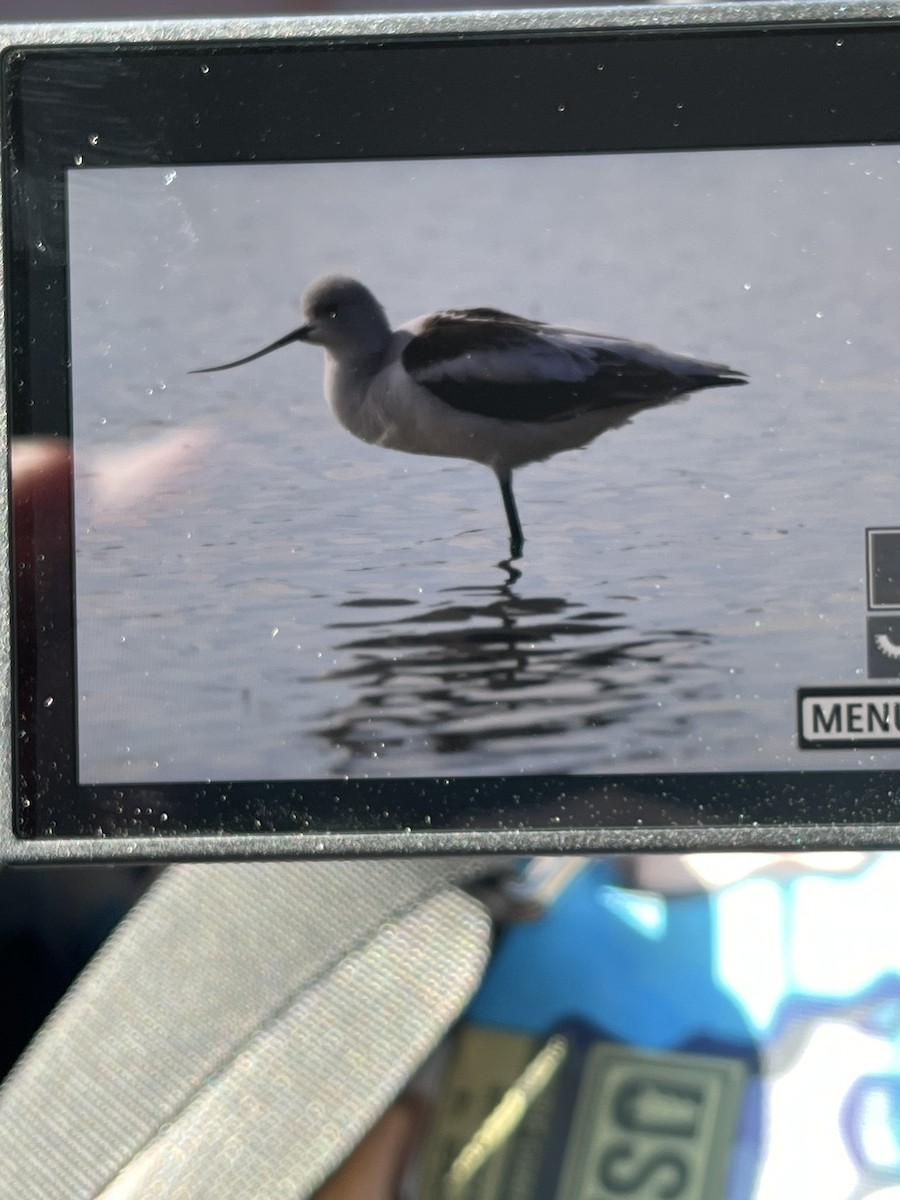 American Avocet - ML612292106