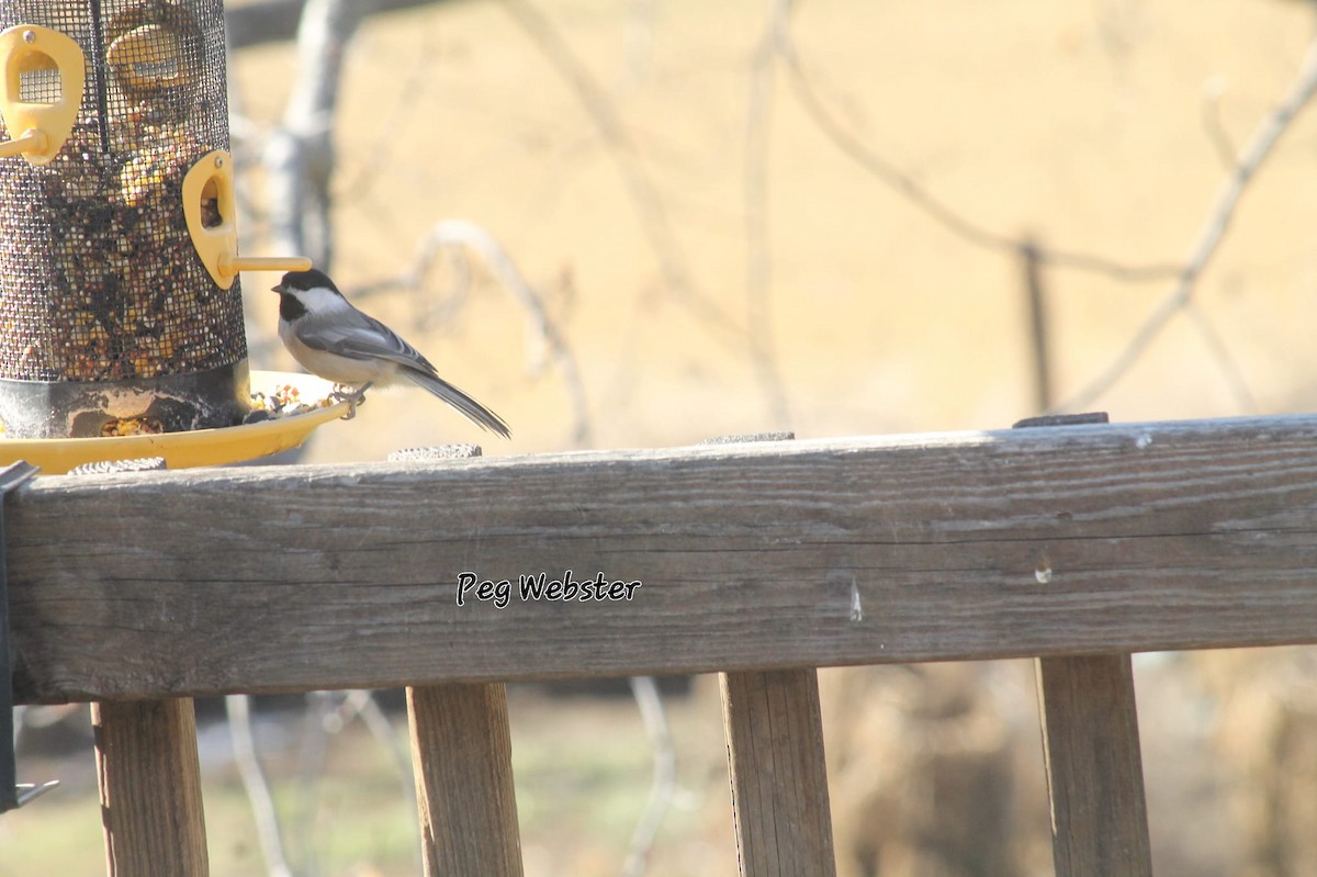 Black-capped Chickadee - Peg  Webster