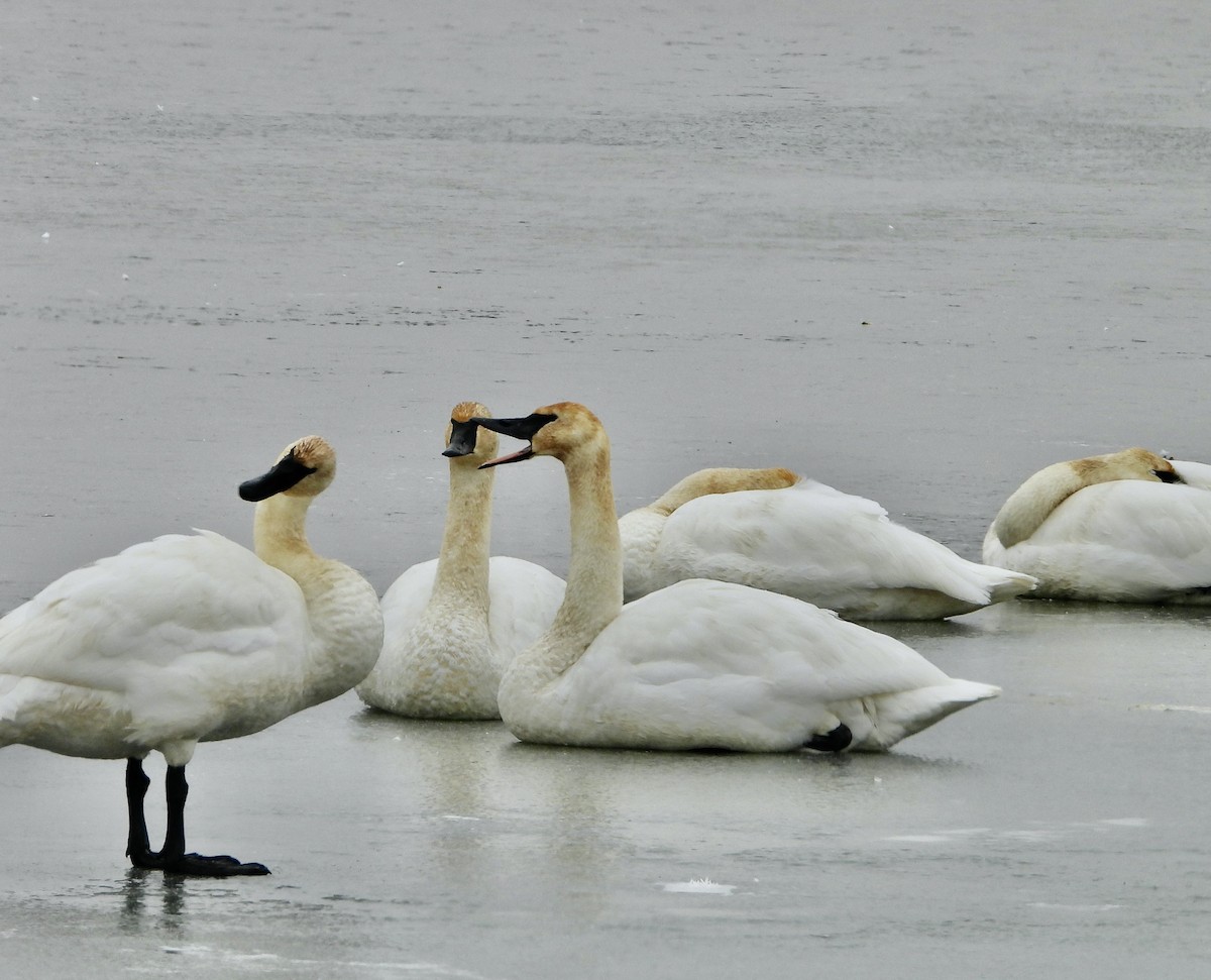 Trumpeter Swan - ML612292315