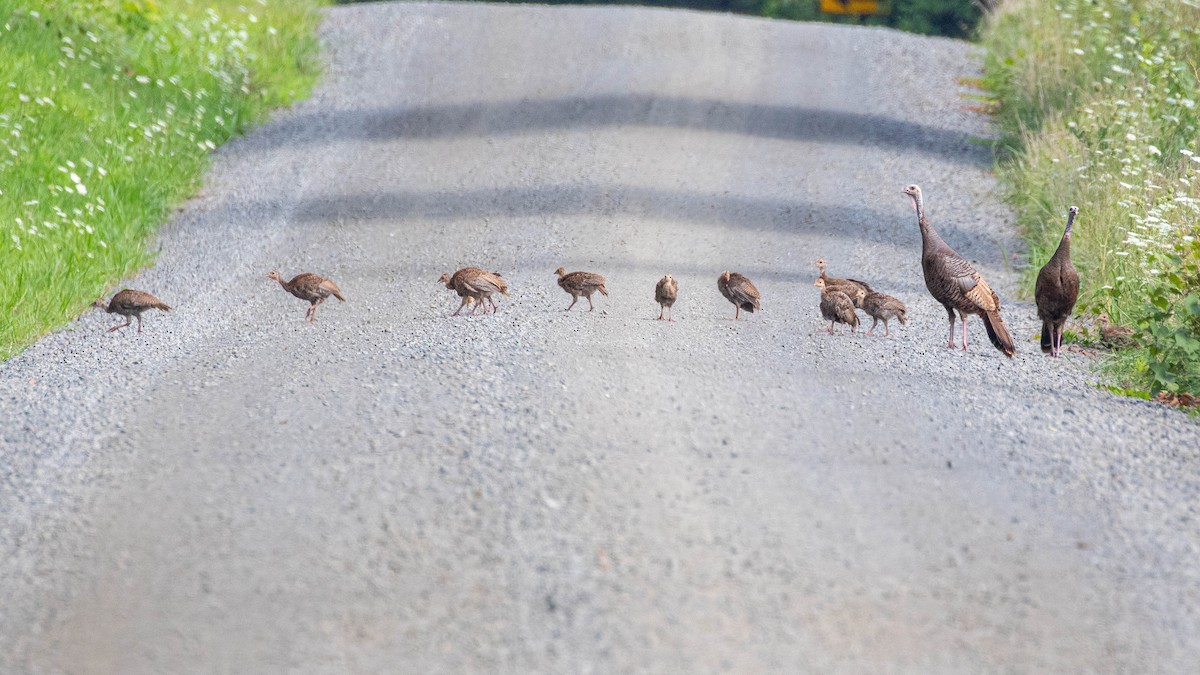 Wild Turkey - Brian Smith