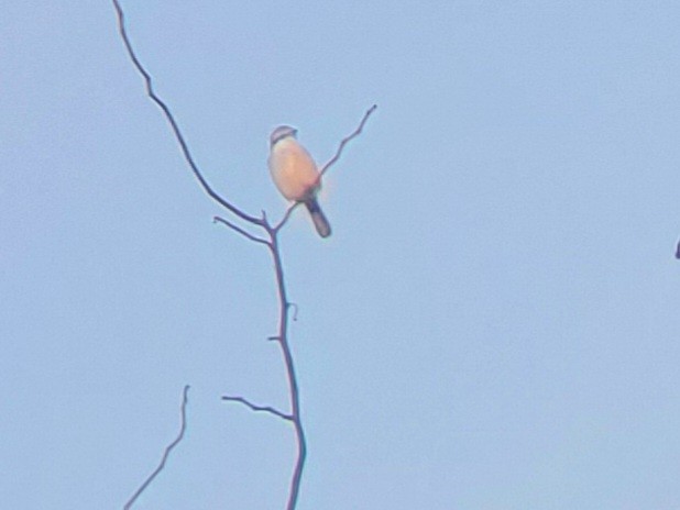 Northern Shrike - ML612292337