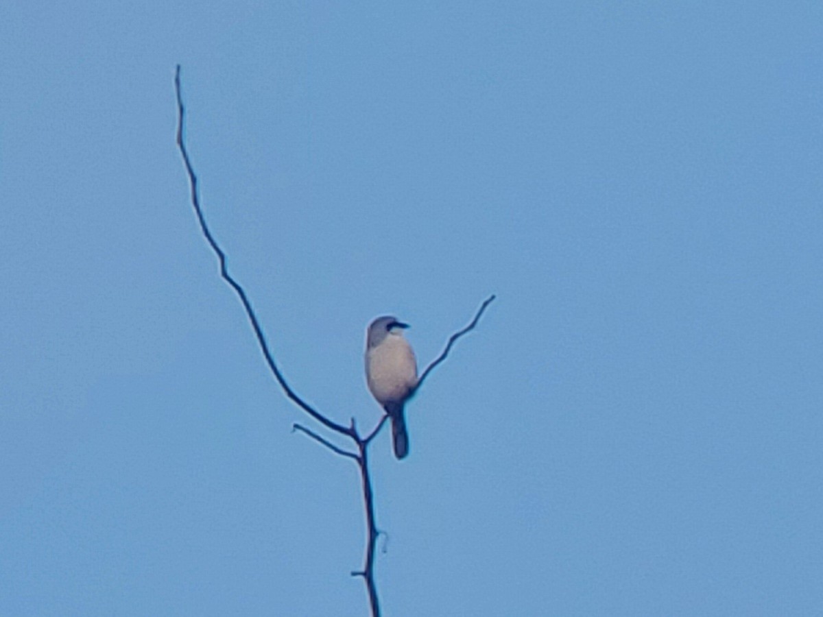 Northern Shrike - Tim Kleman