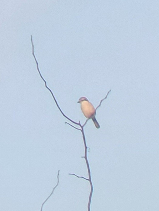 Northern Shrike - ML612292339