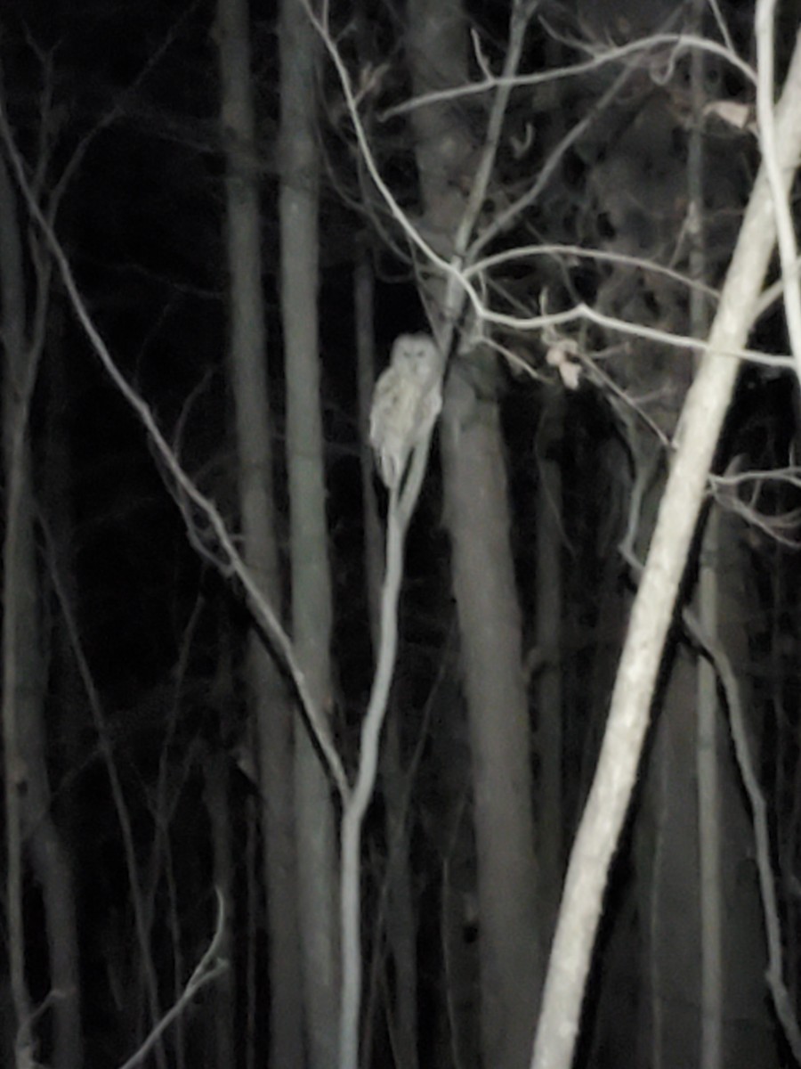 Barred Owl - ML612292348