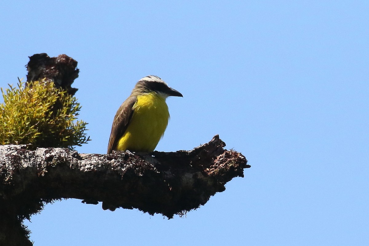 Boat-billed Flycatcher - ML612292385