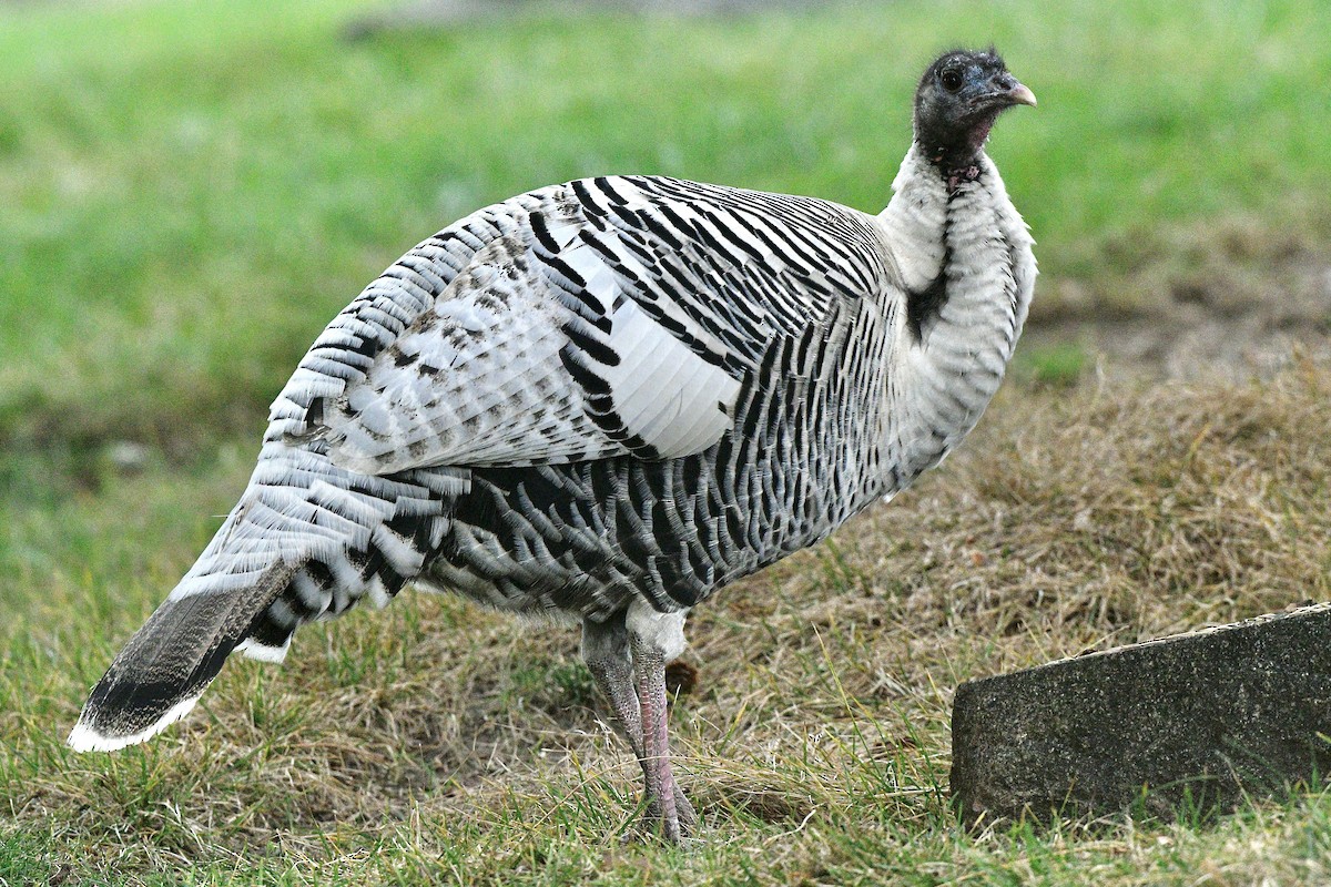 Wild Turkey - ML612292389