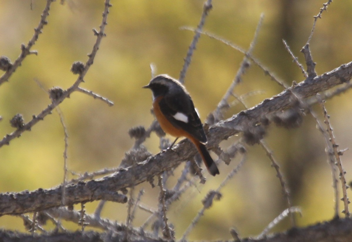 Daurian Redstart - ML612292426