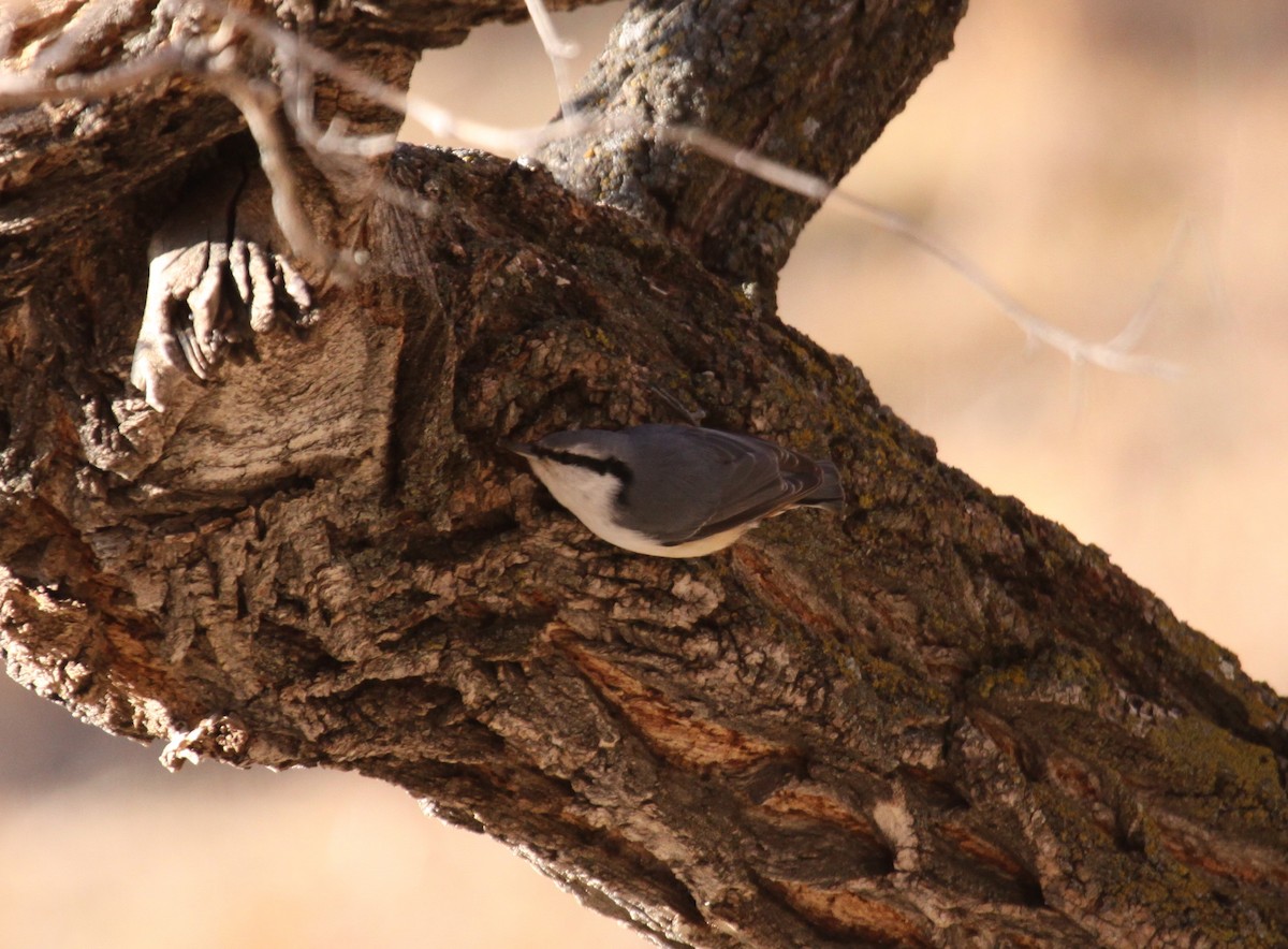 Eurasian Nuthatch - Vittorio Pedrocchi