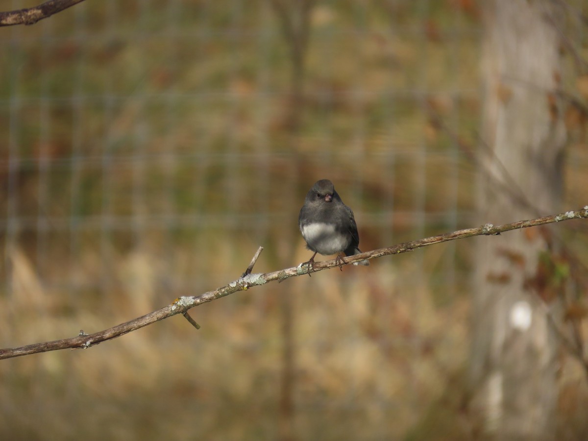 Dark-eyed Junco - ML612292547