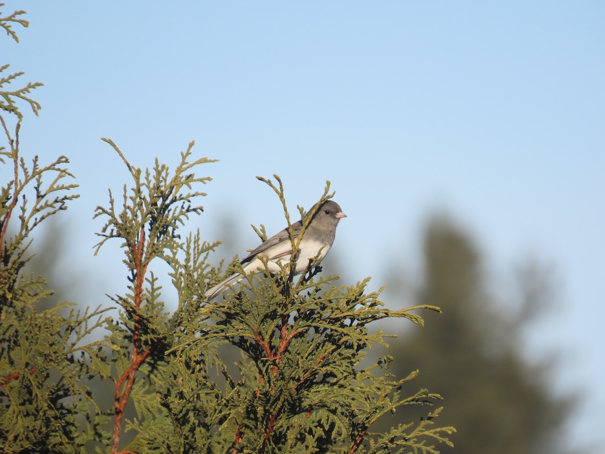 Dark-eyed Junco - Jennifer Ouellette