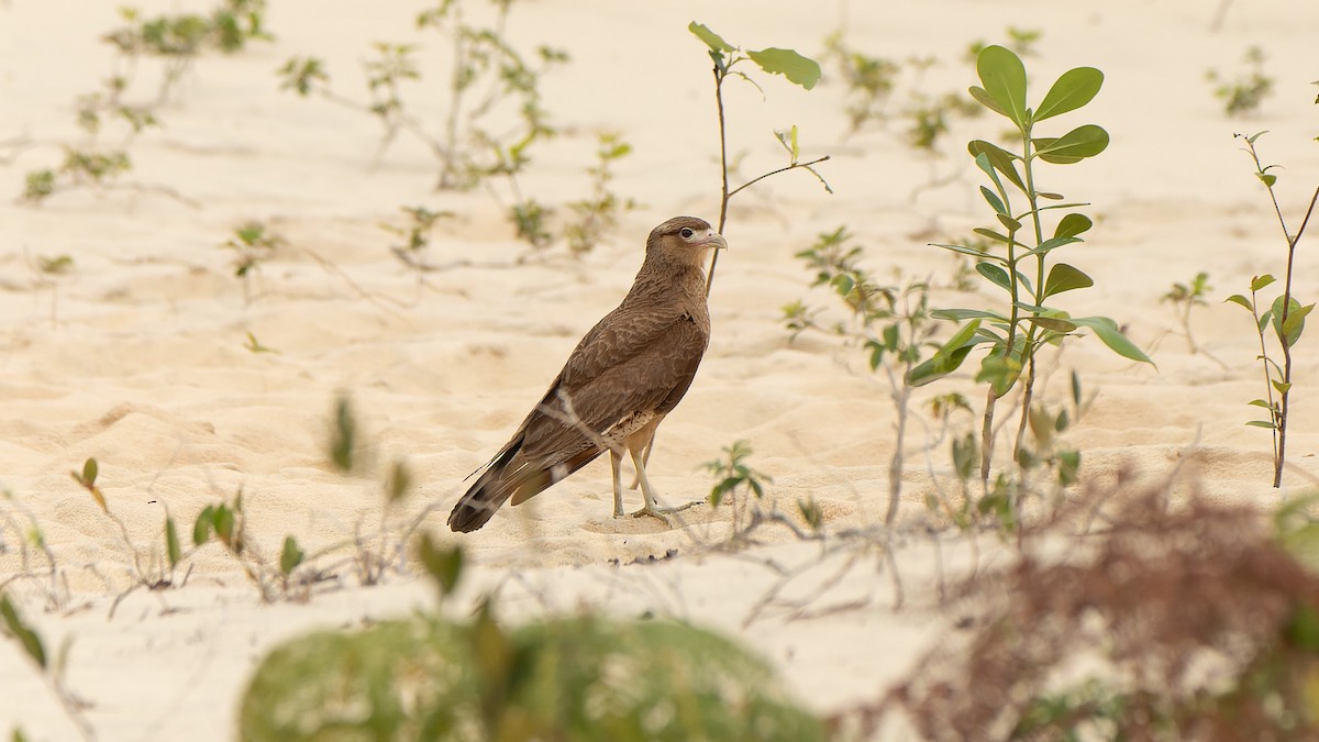 Chimango Caracara - ML612292560