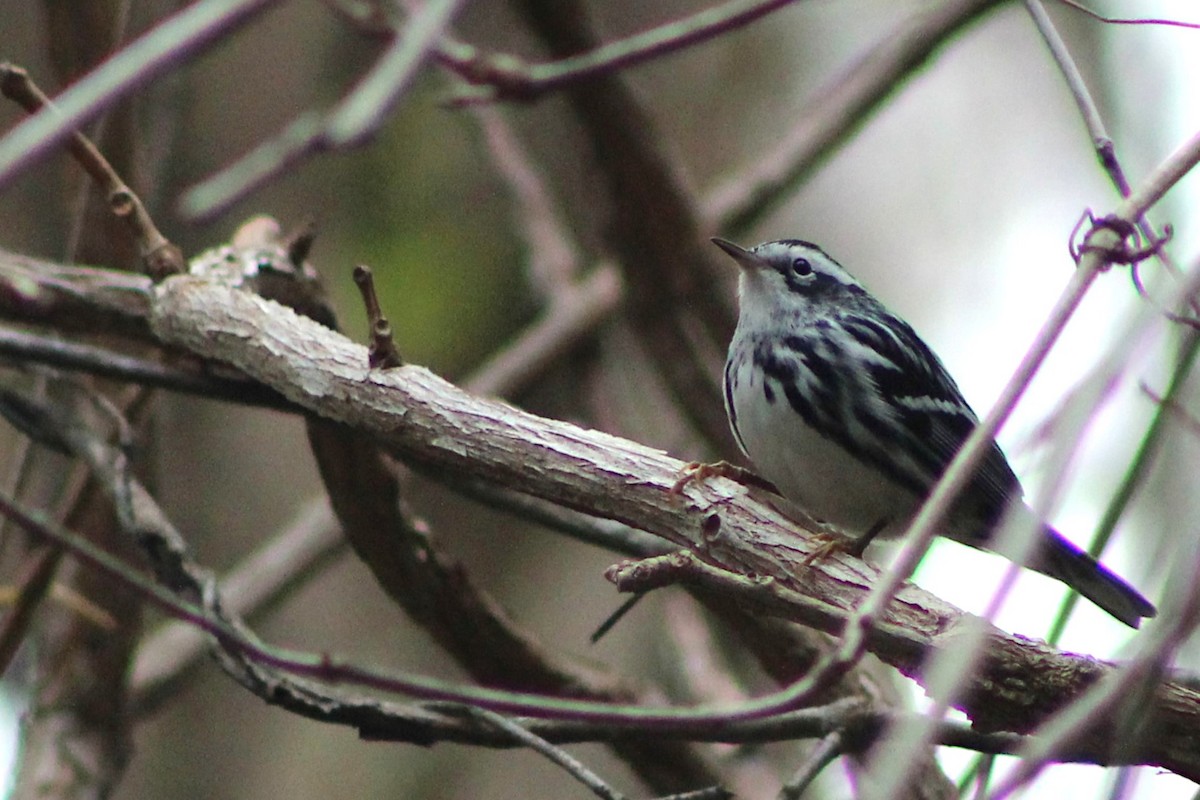 Black-and-white Warbler - ML612292589