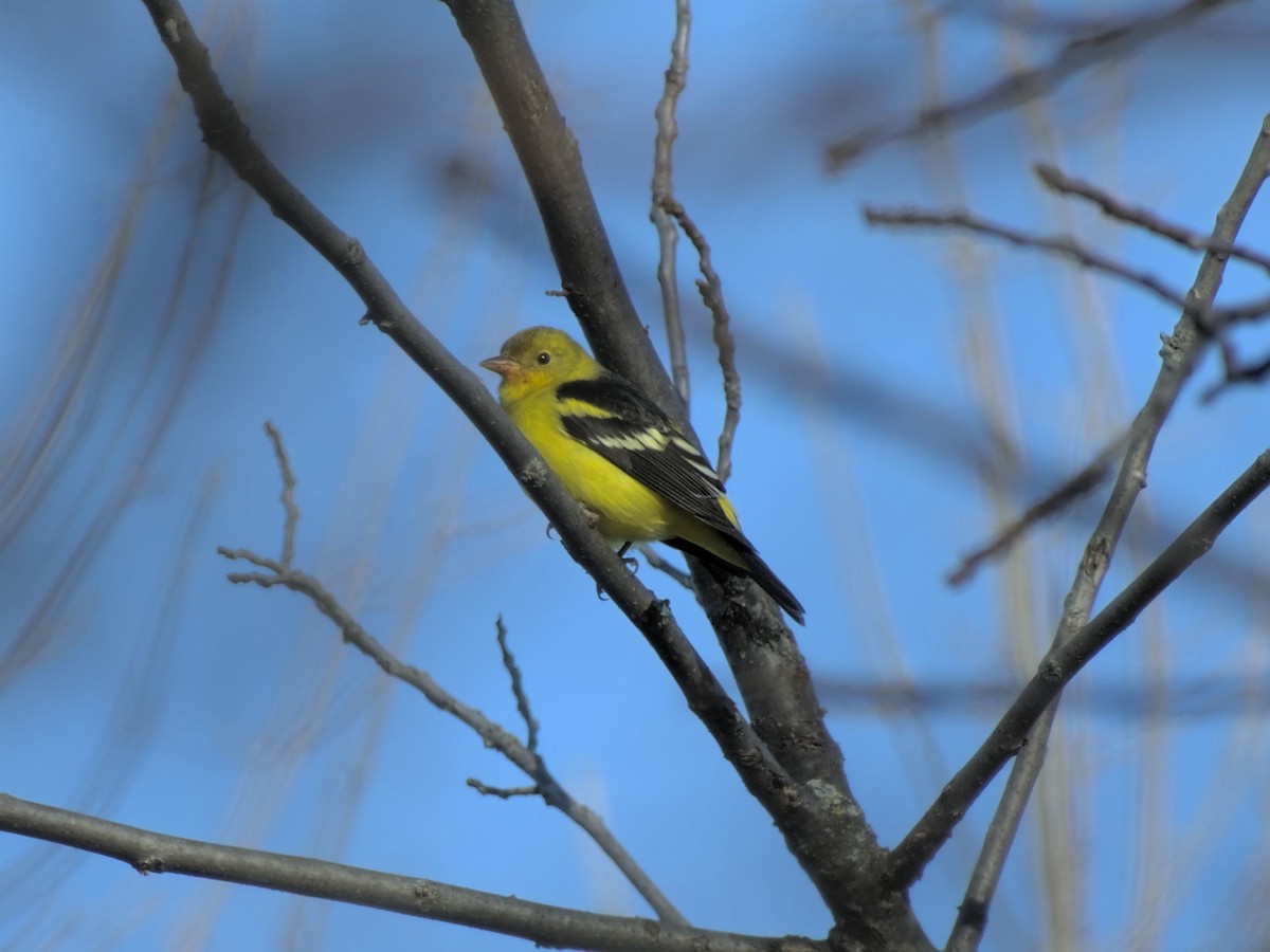 Western Tanager - ML612292611