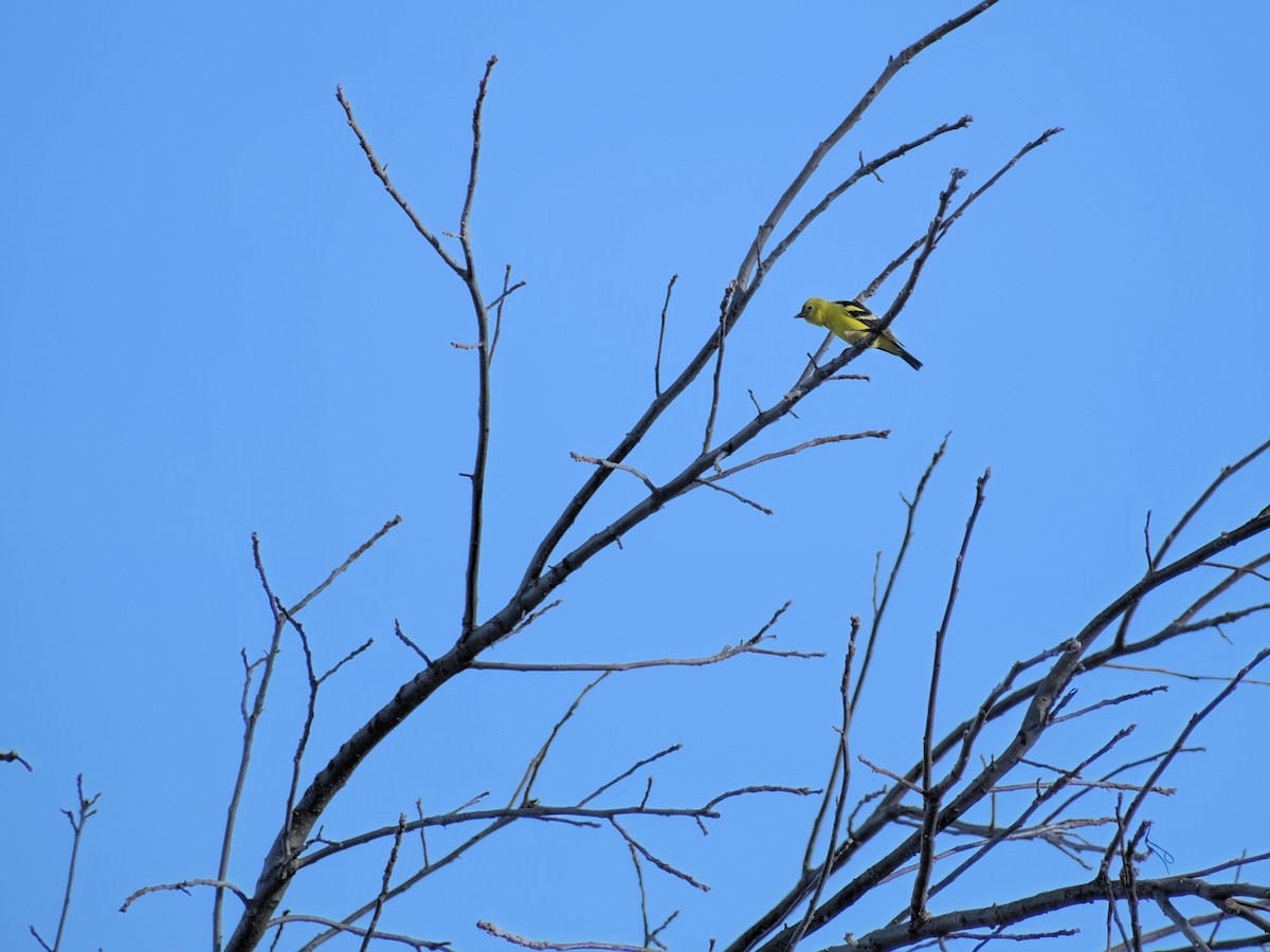 Western Tanager - ML612292612