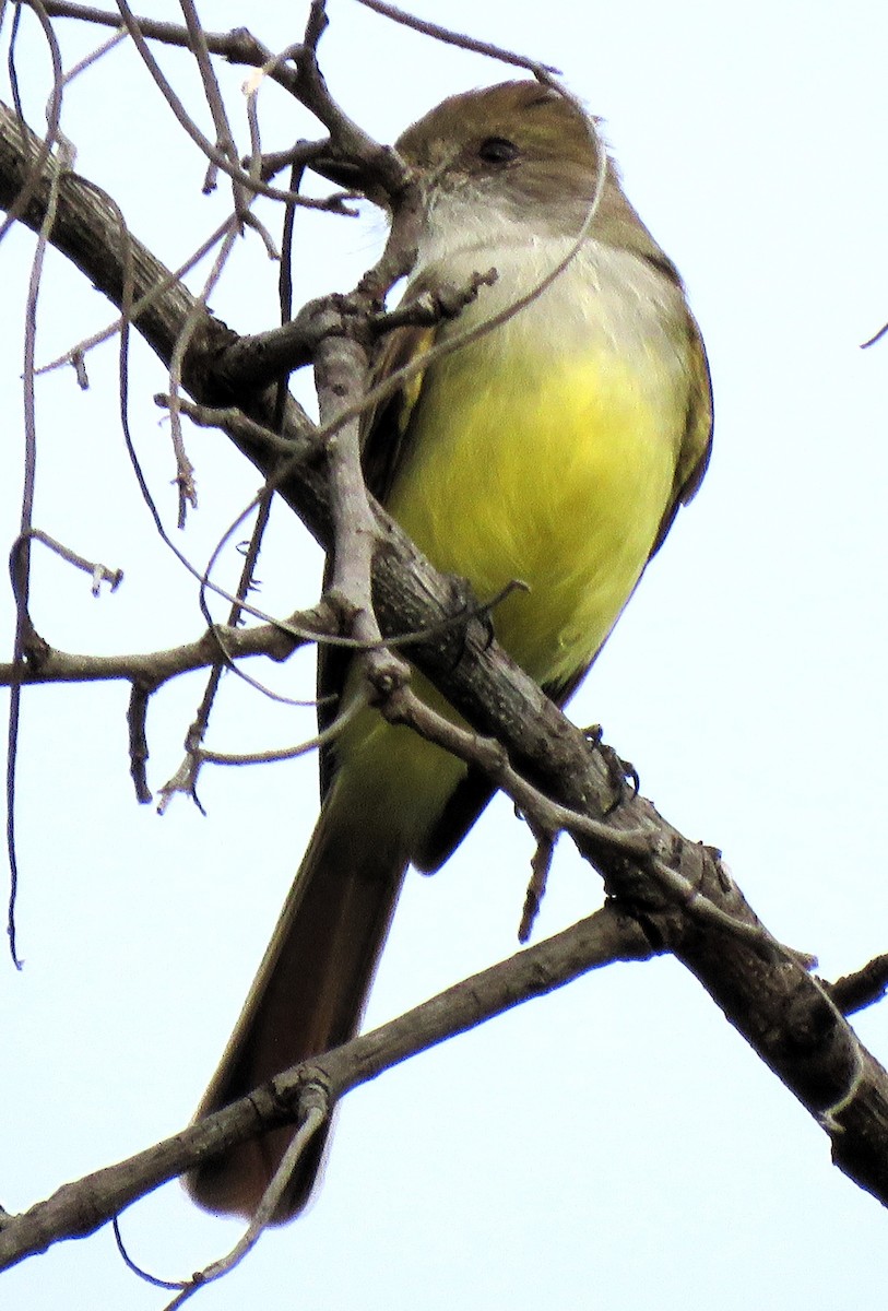 Nutting's Flycatcher - Carmelo de Dios