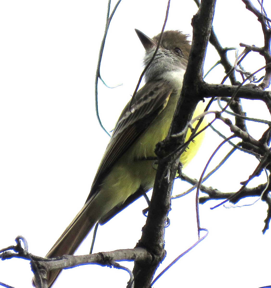 Nutting's Flycatcher - ML612292771