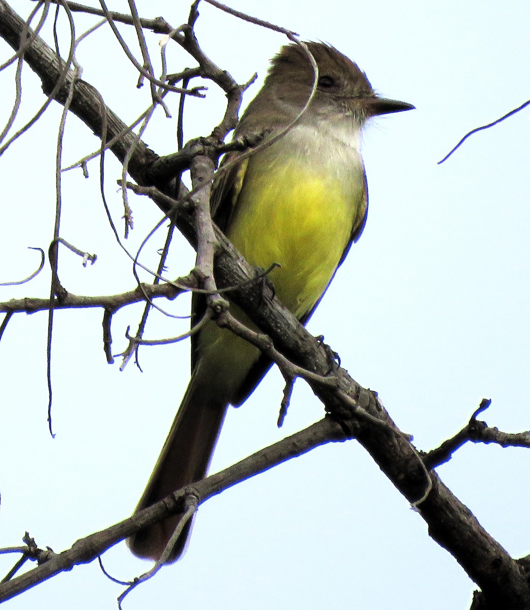 Nutting's Flycatcher - ML612292772