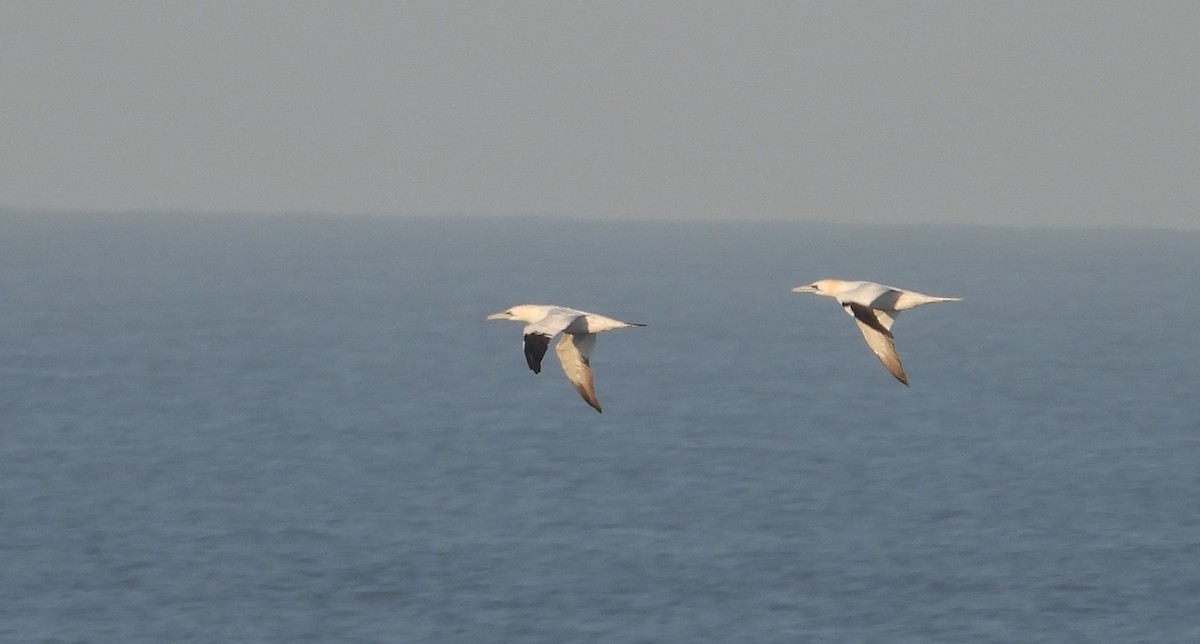 Northern Gannet - Carlos Pacheco