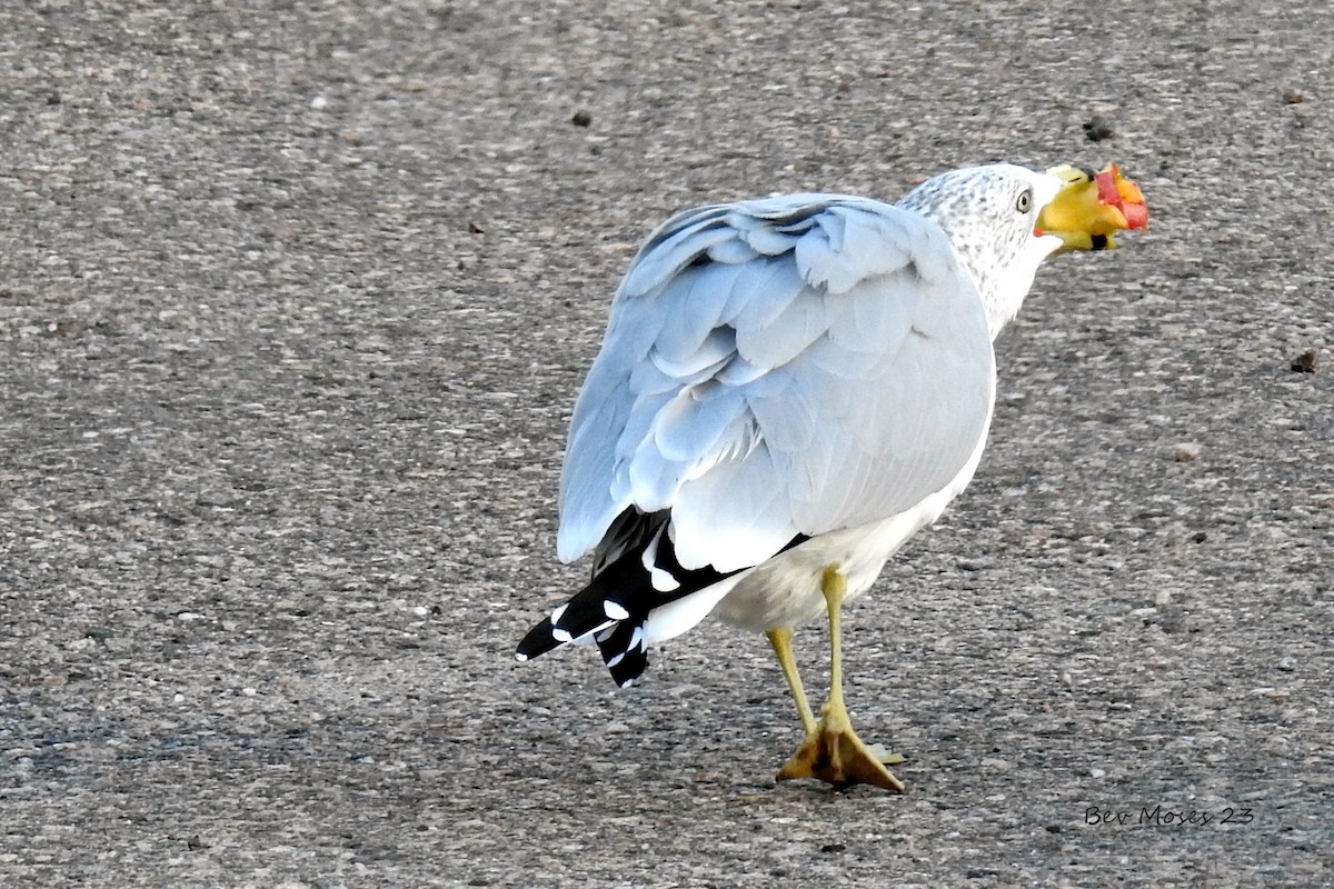 Ring-billed Gull - ML612292792