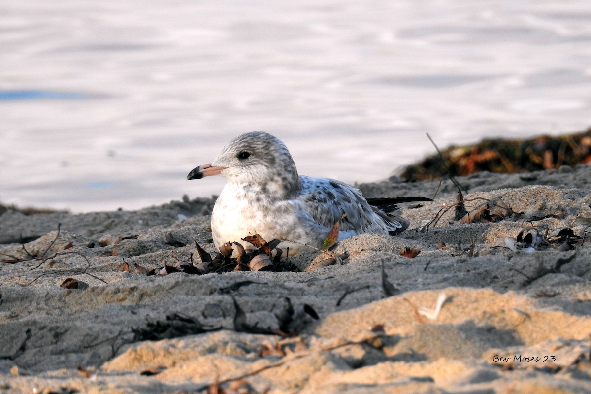 Ring-billed Gull - ML612292793