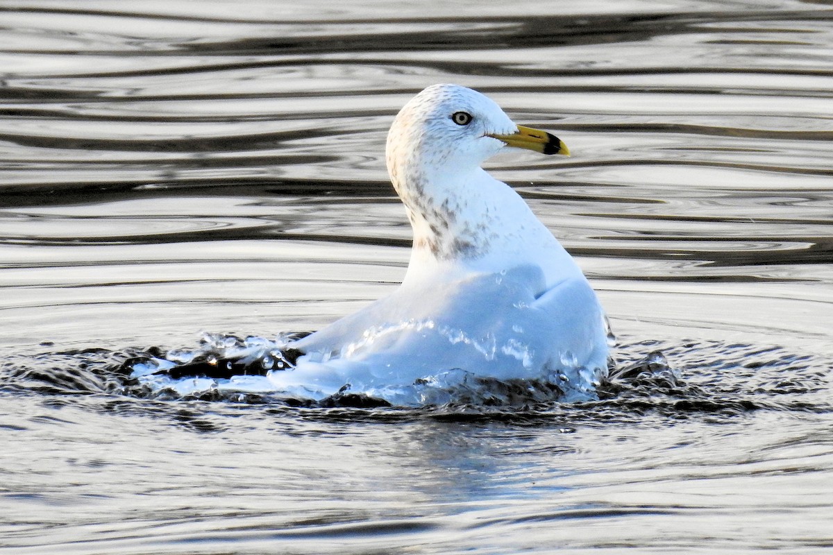 Ring-billed Gull - ML612292794