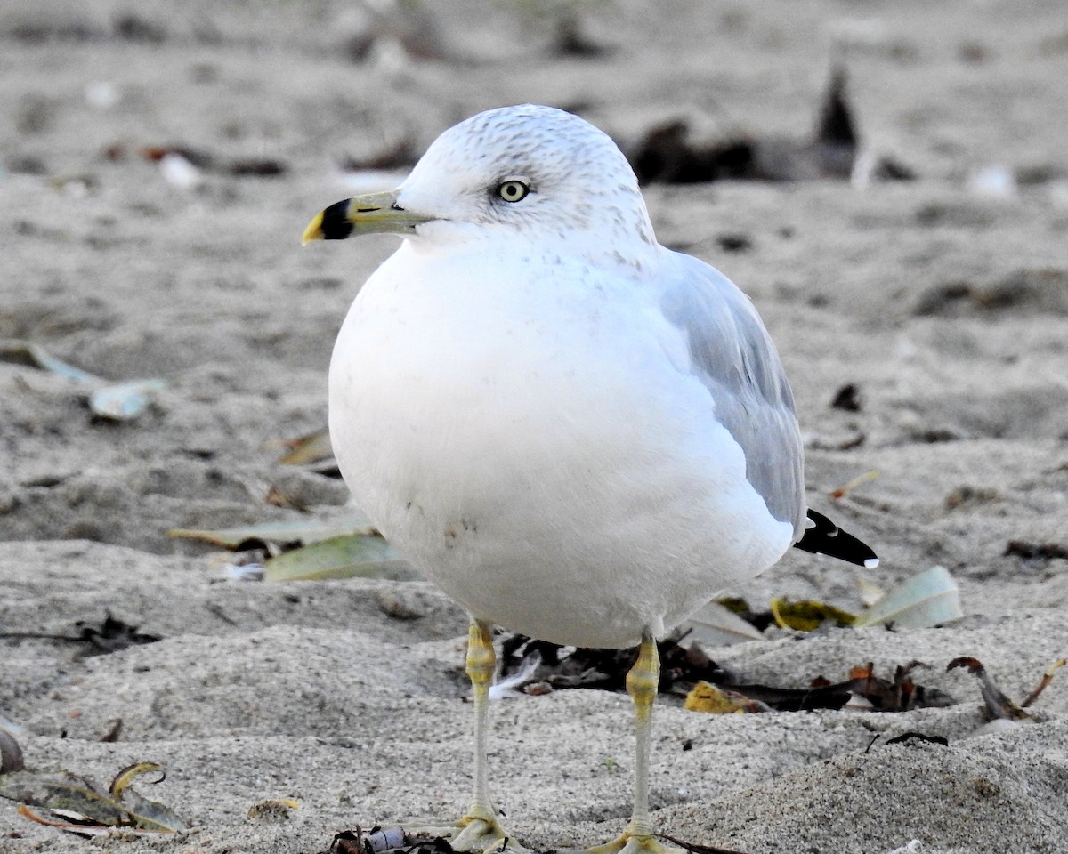 Ring-billed Gull - ML612292795