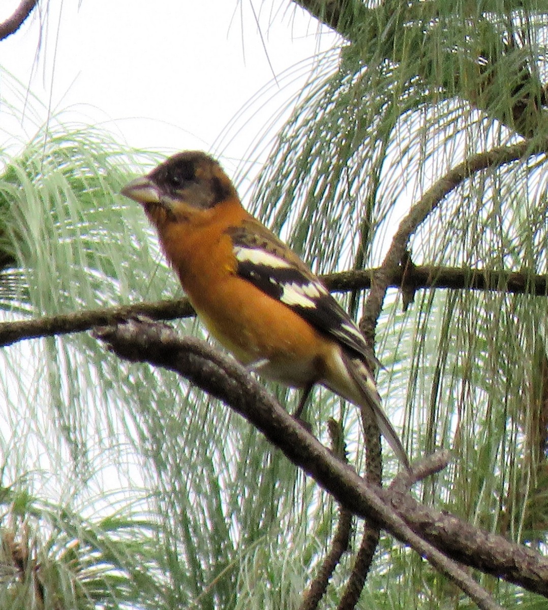 Black-headed Grosbeak - ML612292845