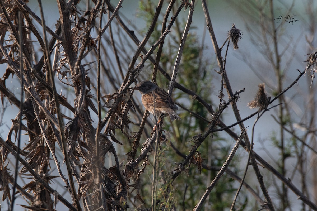 Dunnock - ML612292850