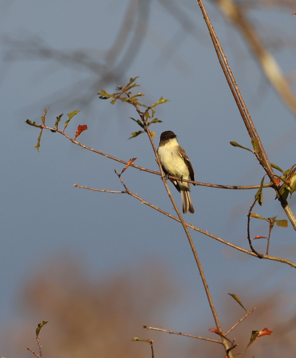 Eastern Phoebe - ML612292854