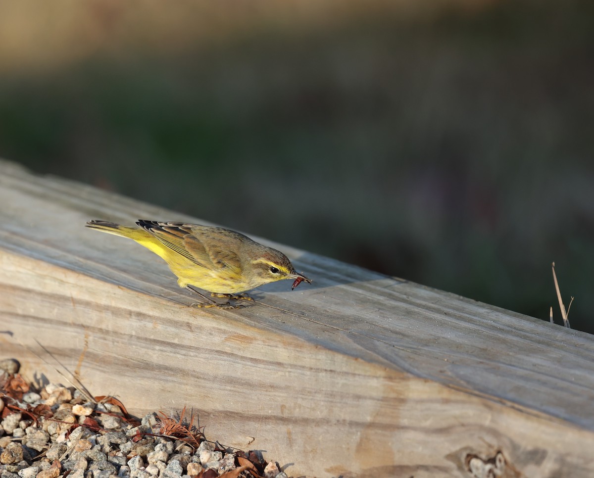 Palm Warbler - Tracy Becker