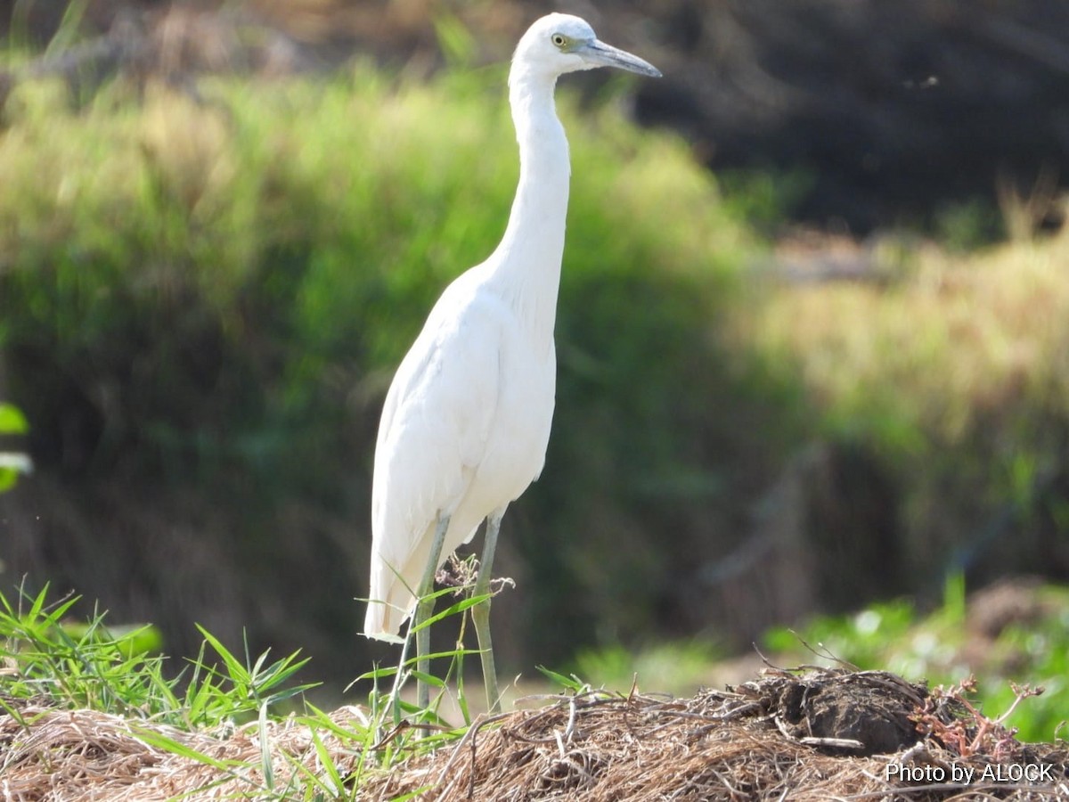 Little Blue Heron - ML612292995